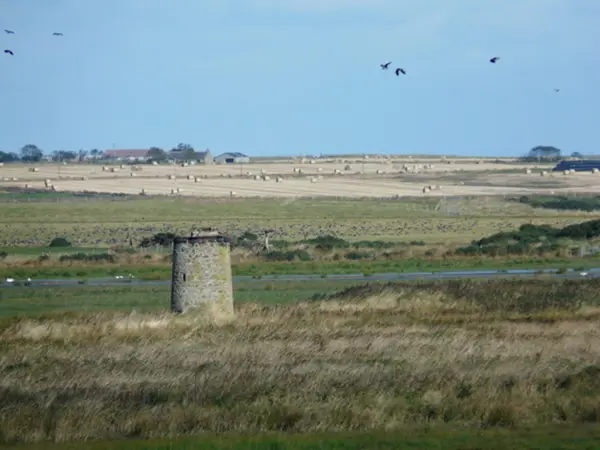 Crerar Group | Loch Of Strathbeg Rspb Reserve Geograph Org Uk 1527053