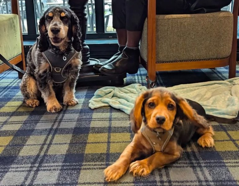 Crerar Group | Bailey And Loki And Been Named Crerar Hotels First Ever 'Ambassadogs' Image Crerar Hotels