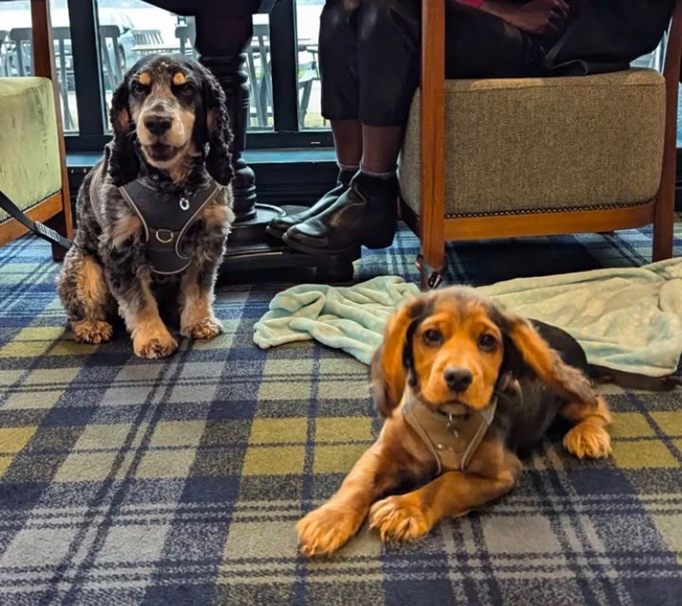 Crerar Group | Bailey And Loki And Been Named Crerar Hotels First Ever 'Ambassadogs' Image Crerar Hotels