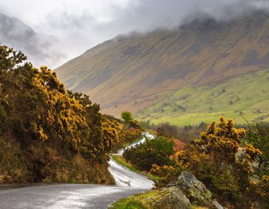 Daffodil | Ten Things To Do in the Lake District on a Rainy Day ?? Daffodil