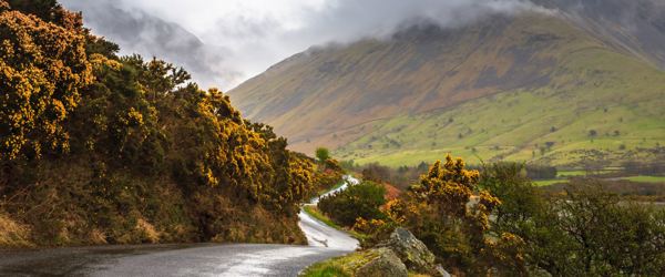 Daffodil | Ten Things To Do in the Lake District on a Rainy Day ?? Daffodil