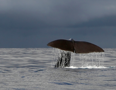 Crerar Group | Isle of Mull Whale Watching ?? Crerar Group