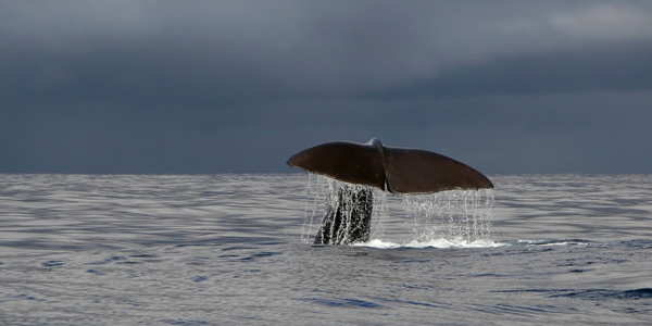 Crerar Group | Isle of Mull Whale Watching ?? Crerar Group