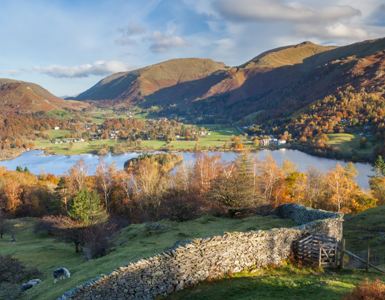 Daffodil | Where and When to See the Leaves Turn in the Lake District ?? Daffodil