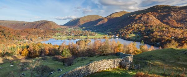 Daffodil | Where and When to See the Leaves Turn in the Lake District ?? Daffodil