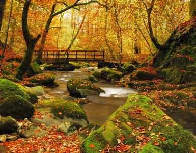 Daffodil | Autumn Walks in the Lake District ?? Daffodil