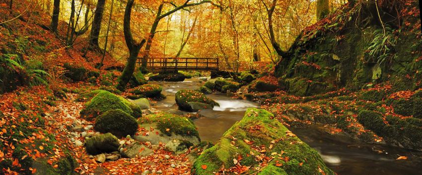 Daffodil | Autumn Walks in the Lake District ?? Daffodil