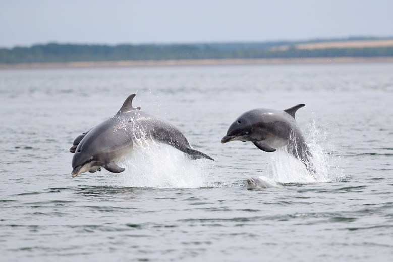 Dolphins in the Nairn Surf