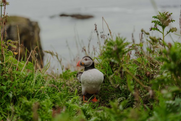 Isle of Mull | Isle Of Mull Hotel And Spa Location00012