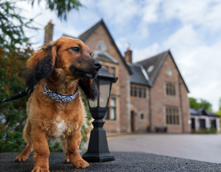 Crerar Group | Award Winning Hotel Group launches search for first 'Ambassadog' ?? Crerar Group