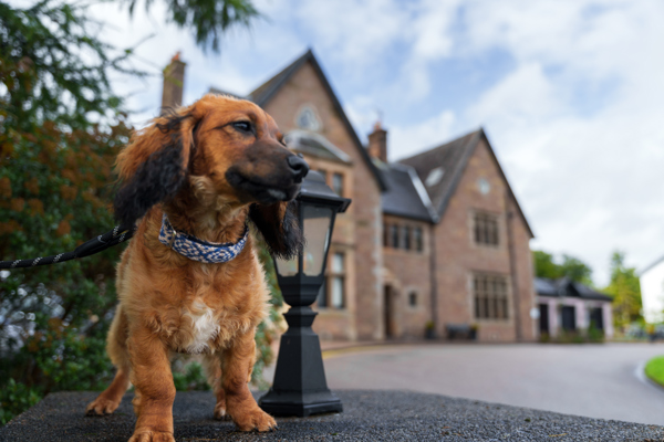 Crerar Group | Award Winning Hotel Group launches search for first 'Ambassadog' ?? Crerar Group