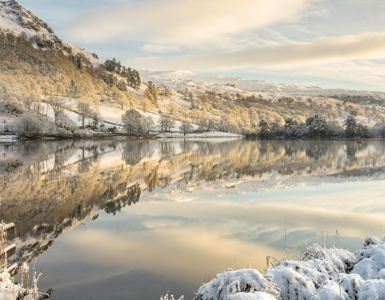 Daffodil | Winter Things To Do in the Lake District ?? Daffodil