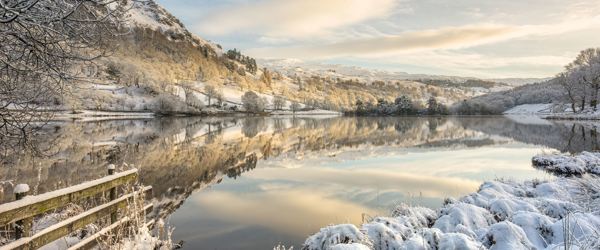 Daffodil | Winter Things To Do in the Lake District ?? Daffodil